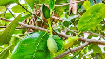 tropisk grön jackfrukter tillväxt, lantbruk begrepp foto