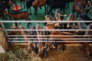 brun get äta hö från de golv lutande ut från Bakom en staket i en hage foto