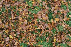 fallen gul och brun löv på grön gräs. topp se foto