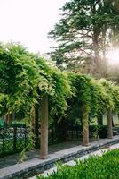 pergola i de trädgård, tätt entwined med grön grenar foto