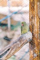 liten grön kramer papegoja Sammanträde på en gren i en bur på de Zoo foto