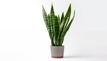 ai genererad en orm växt sansevieria isolerat, vit bakgrund foto