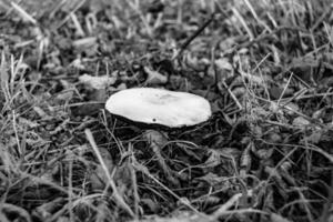 fotografi till tema stor skön giftig svamp i skog på löv bakgrund foto