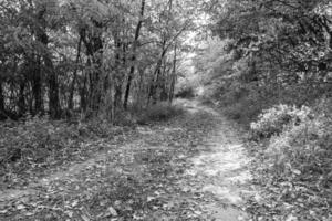 fotografi på tema skön gångstig i vild lövverk skog foto