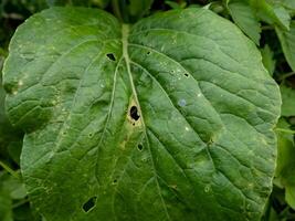 senap löv med hål är uppäten förbi insekter foto