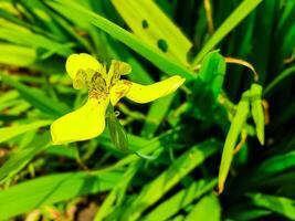 stänga upp av gul iris blommor som dekorativ växter i de trädgård foto