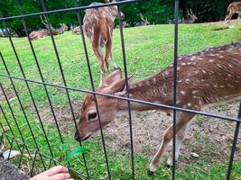 en små rådjur står nära en staket medan varelse matad förbi besökare på ett djur- bevarande område foto