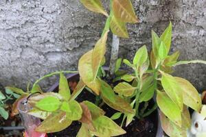 frodig grön tropisk växter växande i en trädgård foto