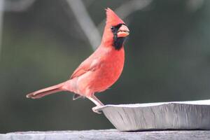 ljus röd manlig kardinal ut i natur foto