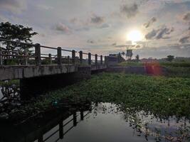 bro och flod i de mitten av ris fält foto