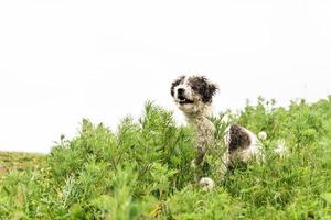 bichon frise blandras hund sitter i gräset i parken på sommardagen foto