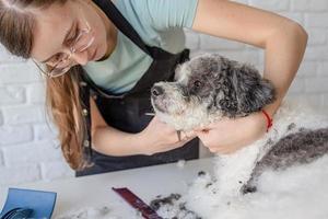 leende kvinna grooming bichon frise hund i salongen foto