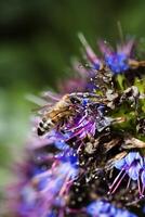 tajt skott av bi sammankomst pollen på blomma foto