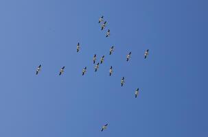 flock av pelikaner flygande över huvudet i blå himmel foto