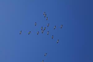 flock av pelikaner flygande i blå himmel foto