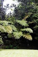 gräs gräsmatta ormbunke träd och vegetation stor ö hawaii foto