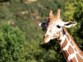 närbild skott av giraff huvud och nacke foto