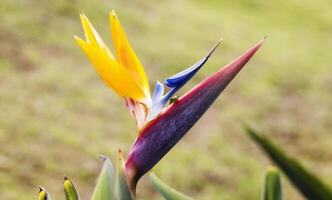 grön gecko kikar ut av fågel av paradis blomma foto