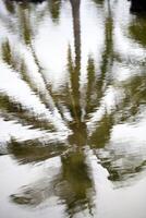 reflexion av handflatan träd i hav vatten damm foto