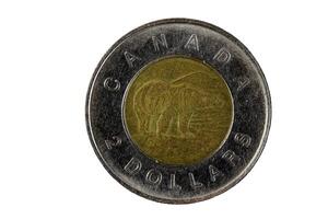 kanadensisk två dollar metall mynt Björn sida foto