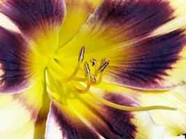 närbild detalj av pollen på stamen av blomma foto