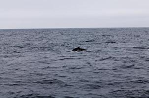 puckelrygg val simning i monterey bukt kalifornien foto