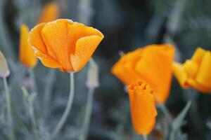 orange kalifornien vallmo blommor med grön bakgrund foto