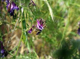 bi upside ner på lila blomma utomhus foto