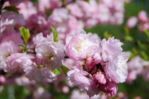 kinesisk mandel träd prunus triloba blomning i vår fruktträdgård foto