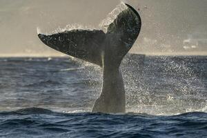 puckelrygg val svans slapping i cabo san Lucas foto