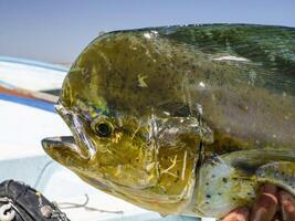 mexikansk fiskare innehav stor mahi mahi dorado fisk baja kalifornien sur foto