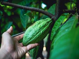 omogen organisk kakao frukt i hand . de kakao träd theobroma kakao med frukter, grön kakao rå kakao träd växt frukt plantage foto