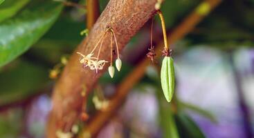 grön små kakao skida gren med ung frukt och blomning kakao blommor växa på träd. de kakao träd theobroma kakao med frukter, rå kakao träd växt frukt plantage foto
