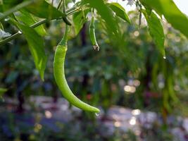 grön chili i de trädgård, organisk grön chili växande på chili träd foto