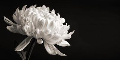 ai genererad svartvit Foto av vit blomma på svart bakgrund. kopia Plats