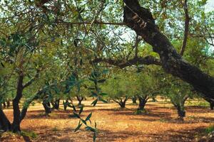 oliv träd olea europaea i Kreta, grekland för oliv olja produktion foto