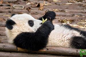 jätte panda Björn i Kina foto