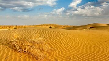 sanddyner i Thar Desert, Rajasthan, Indien foto