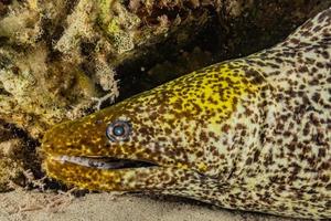 moray ål mooray lycodontis undulatus i Röda havet, eilat israel foto