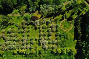 topp se av de vår minsk botanisk trädgård. Vitryssland foto