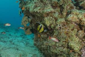 fiskar simmar i Röda havet, färgglada fiskar, Eilat Israel foto