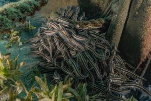 fiskar simmar i Röda havet, färgglada fiskar, Eilat Israel foto