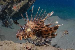 lejonfisk i Röda havet färgglada fiskar, eilat israel foto