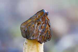 stänga upp av en murkla svamp Morchella semilibera mot ljus bakgrund foto