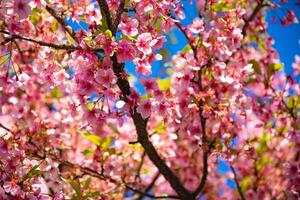 kawazu körsbär blommar i vår säsong stänga upp foto