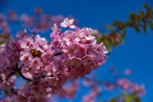 kawazu körsbär blommar i full blomma på de parkera stänga upp handhållen foto