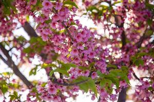 kawazu körsbär blommar i vår säsong foto