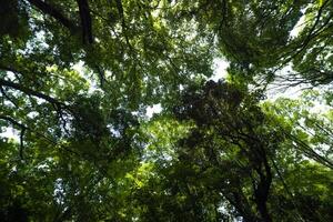 en grön skog av todoroki dal i setagaya tokyo foto
