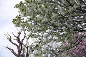 ukon körsbär blommor svängande i de vind molnig dag foto