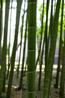 en grön bambu skog i vår solig dag stänga skott foto